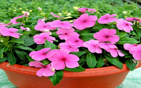 Một số bài thuốc từ cây dừa cạn